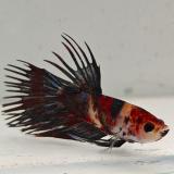 betta splendens man