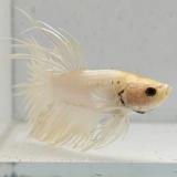 betta splendens man