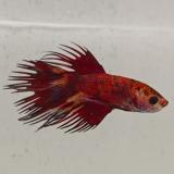betta splendens man