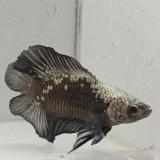 betta splendens man