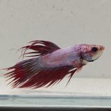 betta splendens man