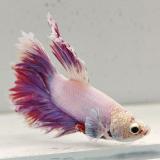 betta splendens man
