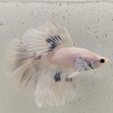 betta splendens man