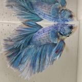 betta splendens man