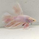 betta splendens man