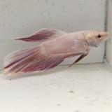 betta splendens man