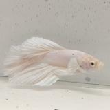 betta splendens man