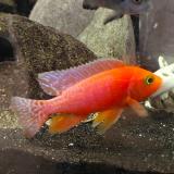 aulonocara fire fish