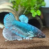 betta splendens (vrouw) dumbo ear
