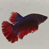 betta splendens man