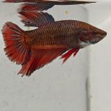 betta splendens man