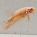 betta splendens man