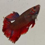betta splendens man