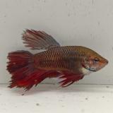 betta splendens man