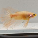 betta splendens man