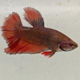 betta splendens man