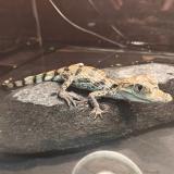 Caiman crocodilus