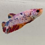 betta splendens (vrouw) giant