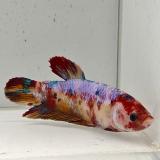 betta splendens (vrouw) giant