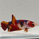 betta splendens (vrouw) giant