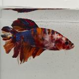 betta splendens man