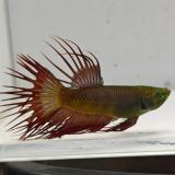 betta splendens man