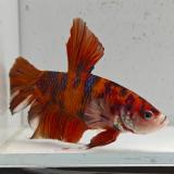 betta splendens man