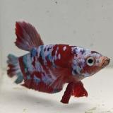 betta splendens man