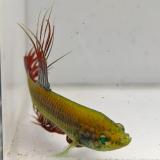 betta splendens man