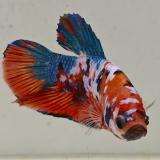 betta splendens man