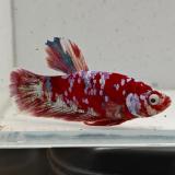 betta splendens man