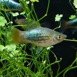 Xiphophorus variatus (tuxedo blauw roodstaart )