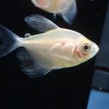 Gymnocorymbus ternetzi
