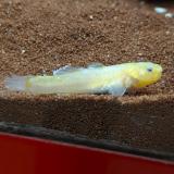 Chlamydogobius eremius
