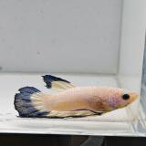 betta splendens man