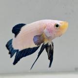 betta splendens man