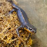 CYNOPS ENCICAUDA