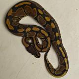 python regius
