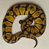 python regius