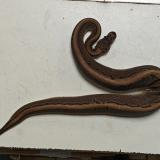 python regius