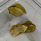 hyperolius species