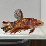 betta splendens man