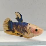 betta splendens man