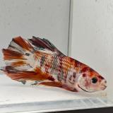 betta splendens man