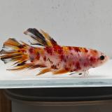 betta splendens man