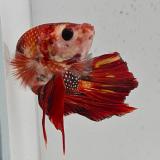 betta splendens man
