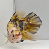 betta splendens man