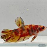 betta splendens man