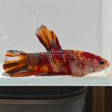 betta splendens man
