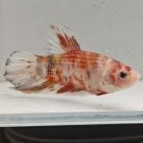 betta splendens man